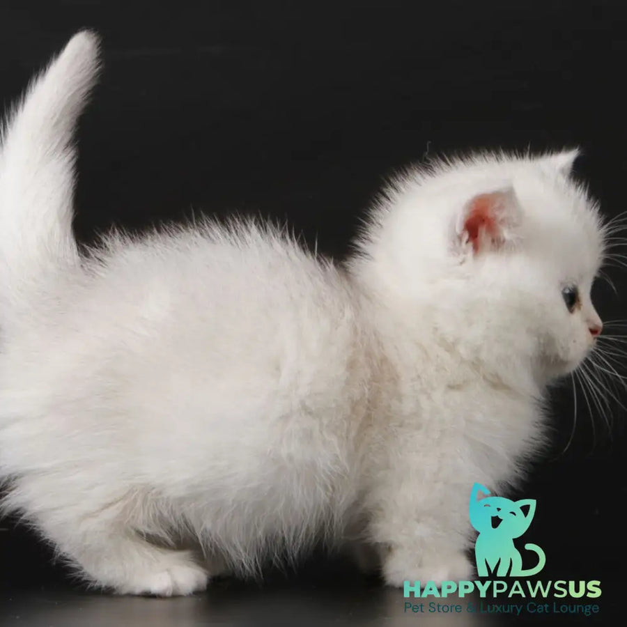 Xevan Munchkin male black silver shaded - live animals