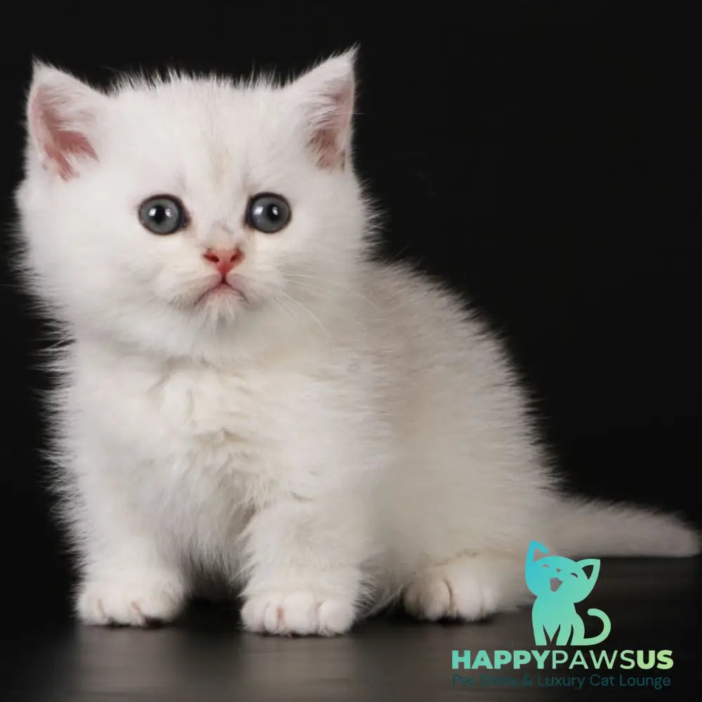 Xevan Munchkin male black silver shaded - live animals