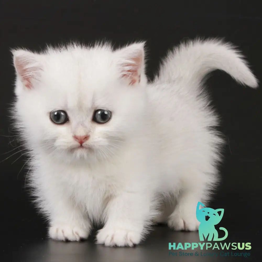 Xevan Munchkin male black silver shaded - live animals