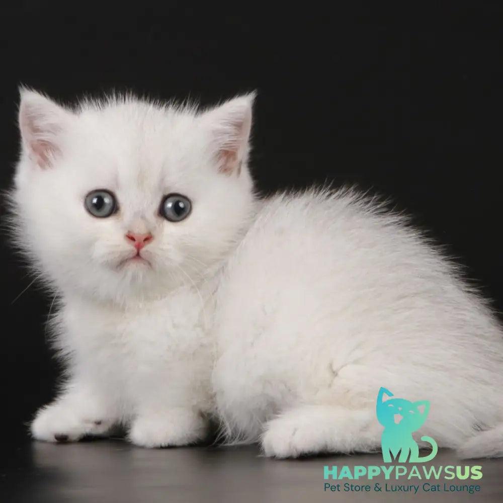 Xevan Munchkin male black silver shaded - live animals