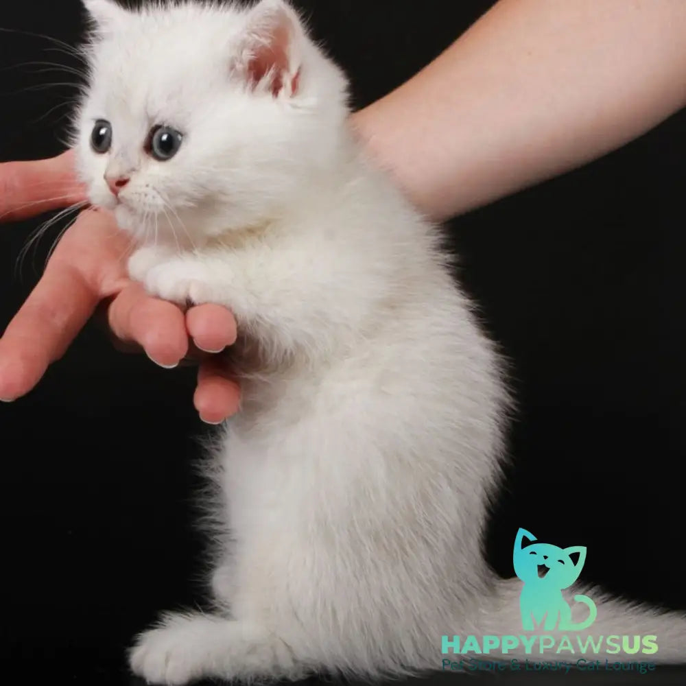 Xevan Munchkin male black silver shaded - live animals