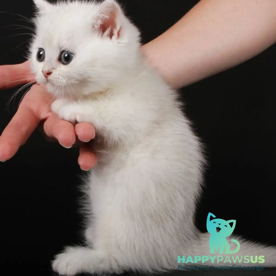 Xevan Munchkin male black silver shaded - live animals