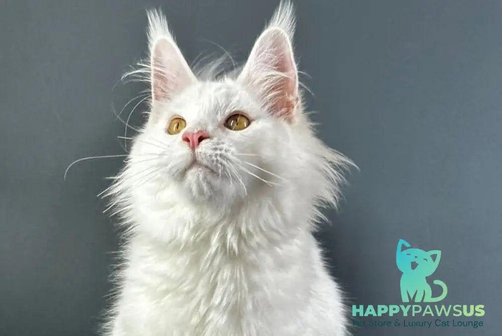 Xever Maine Coon male white - live animals