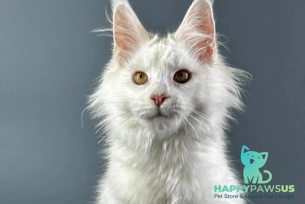 Xever Maine Coon male white - live animals