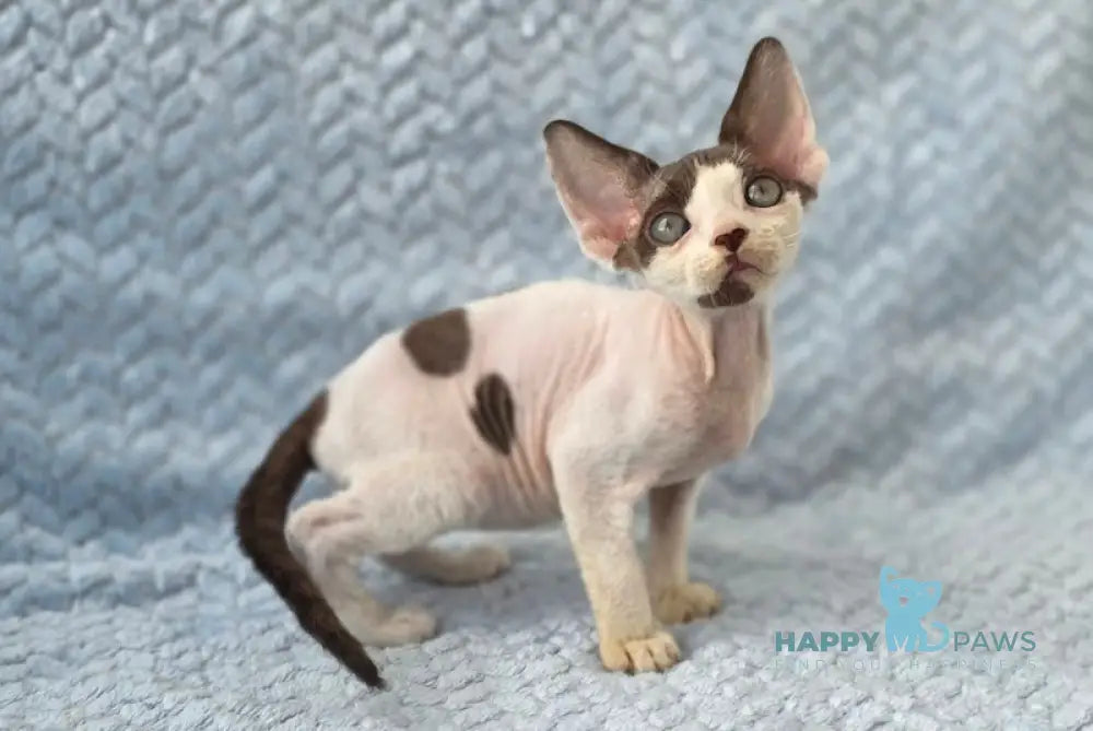 Xfactor Devon Rex male chocolate harlequin live animals