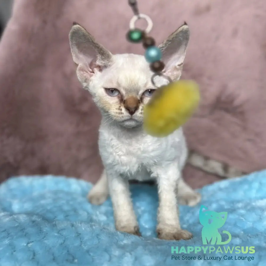 Xia Devon Rex female seal lynx pointed - live animals