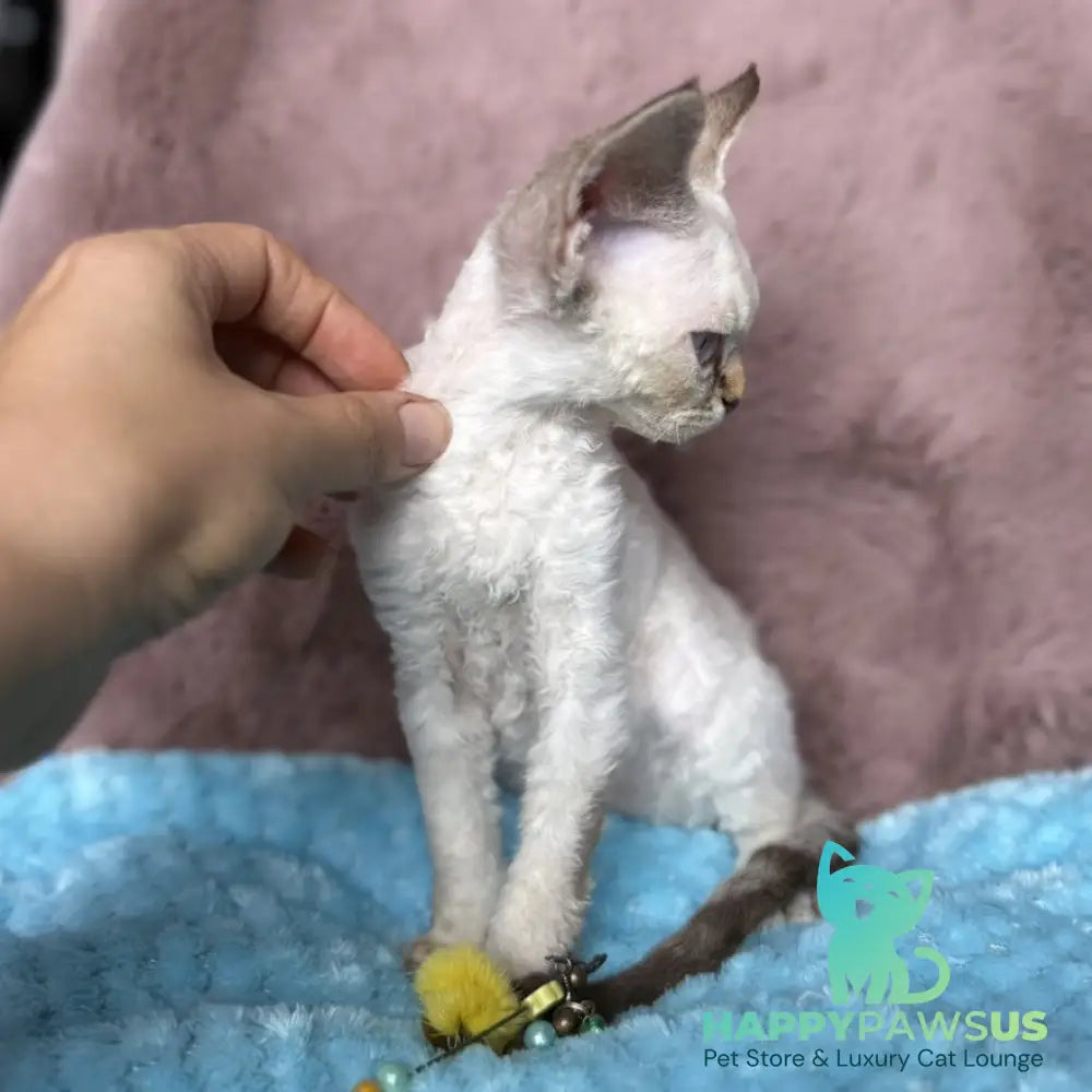 Xia Devon Rex female seal lynx pointed - live animals