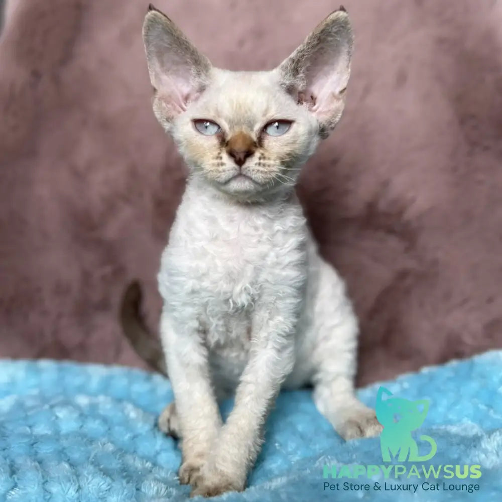 Xia Devon Rex female seal lynx pointed - live animals