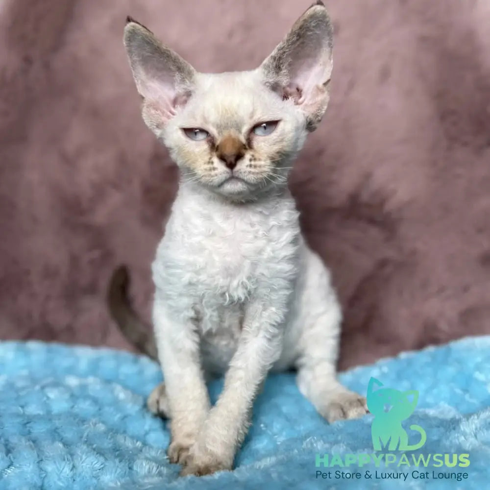 Xia Devon Rex female seal lynx pointed - live animals
