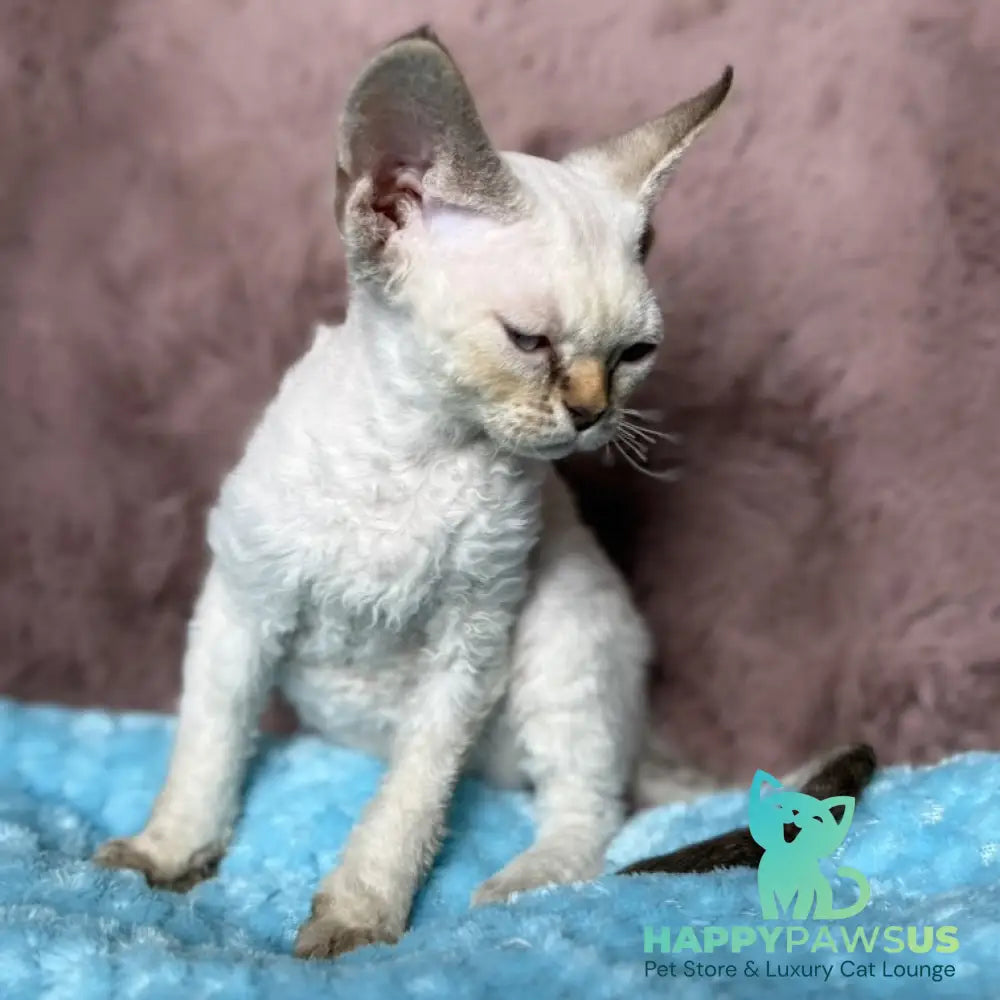 Xia Devon Rex female seal lynx pointed - live animals