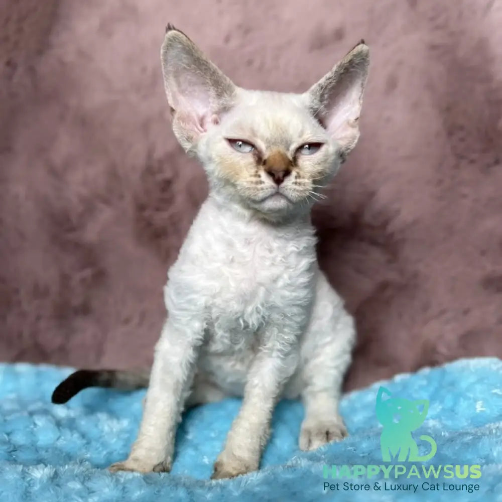 Xia Devon Rex female seal lynx pointed - live animals