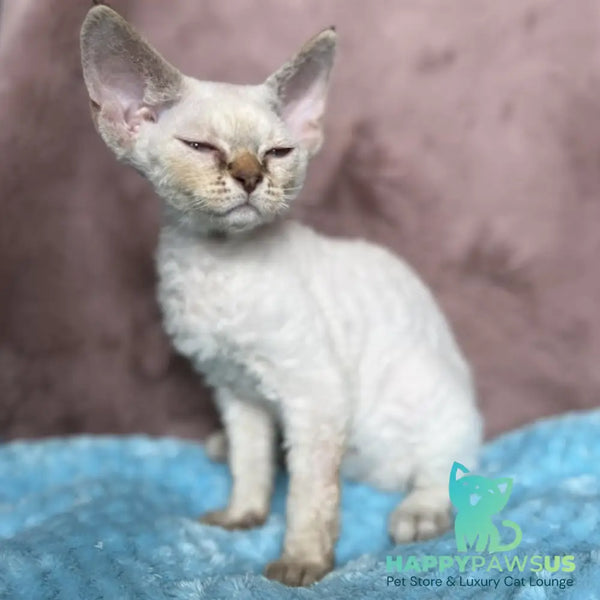 Xia Devon Rex female seal lynx pointed - live animals