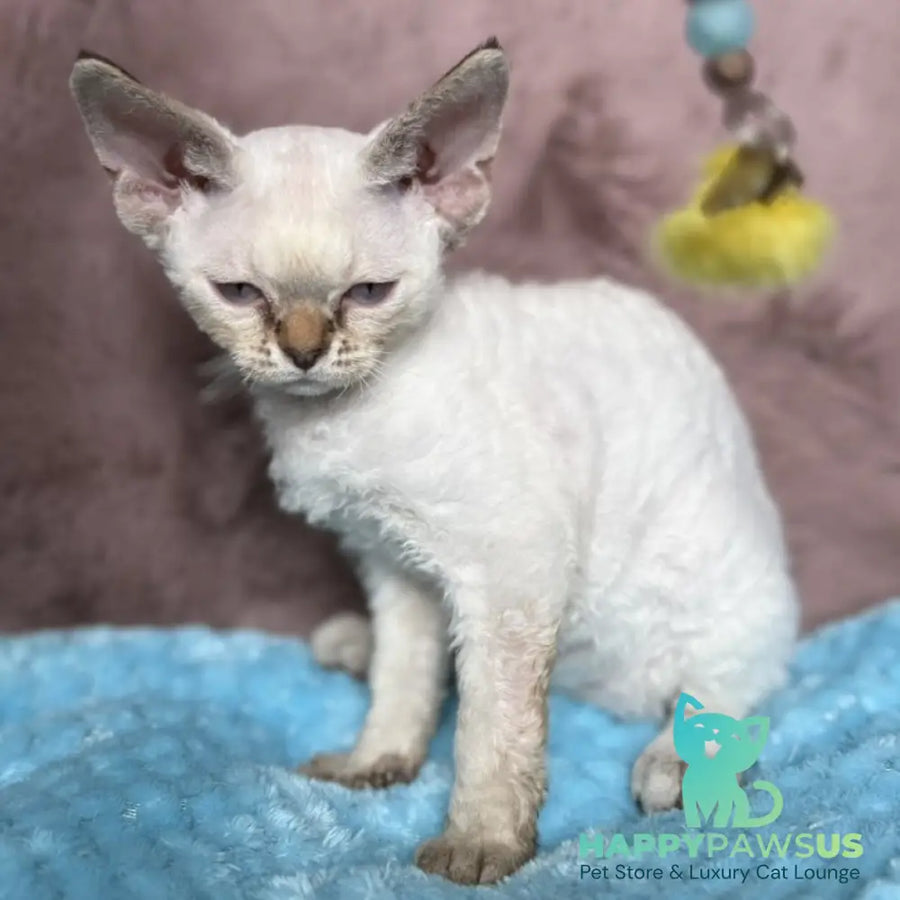 Xia Devon Rex female seal lynx pointed - live animals