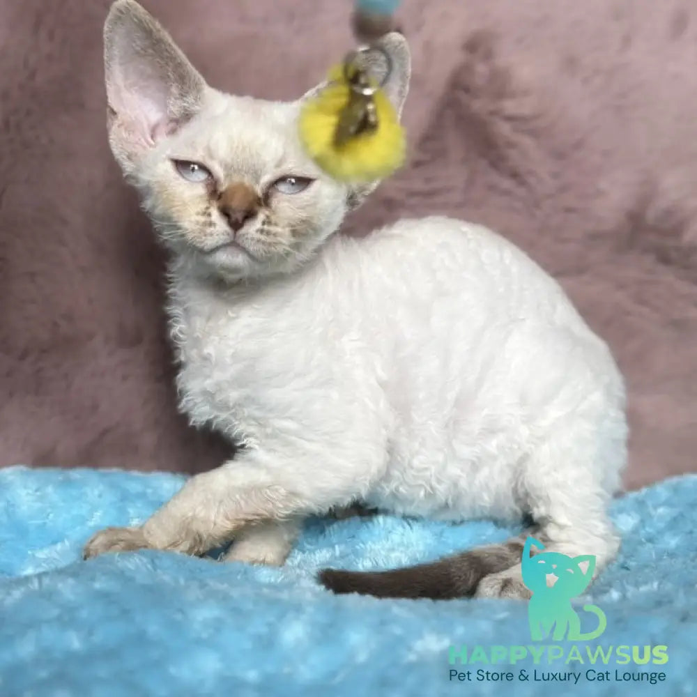 Xia Devon Rex female seal lynx pointed - live animals