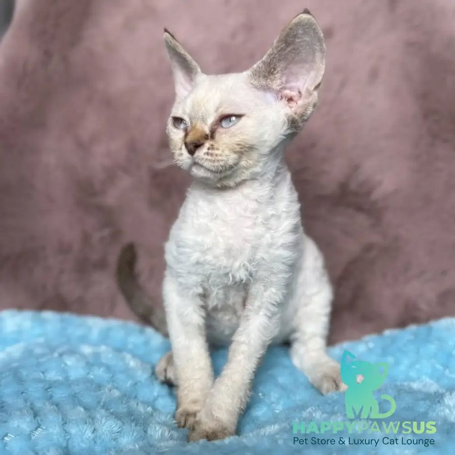 Xia Devon Rex female seal lynx pointed - live animals