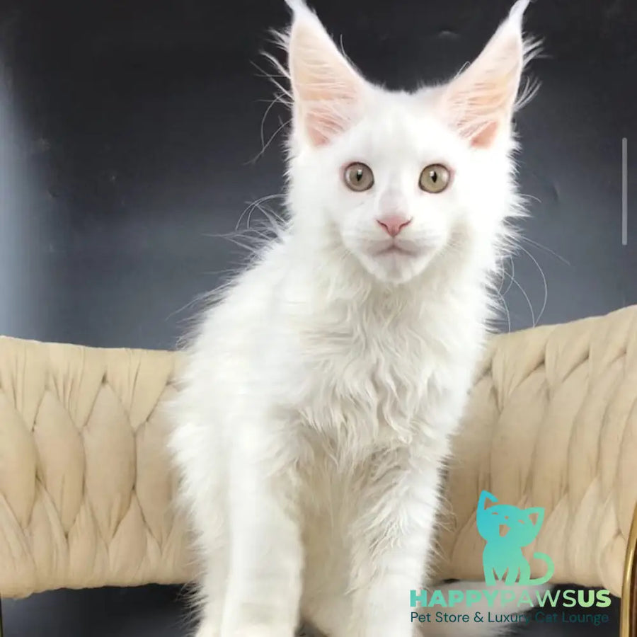 Xia Maine Coon female white - live animals