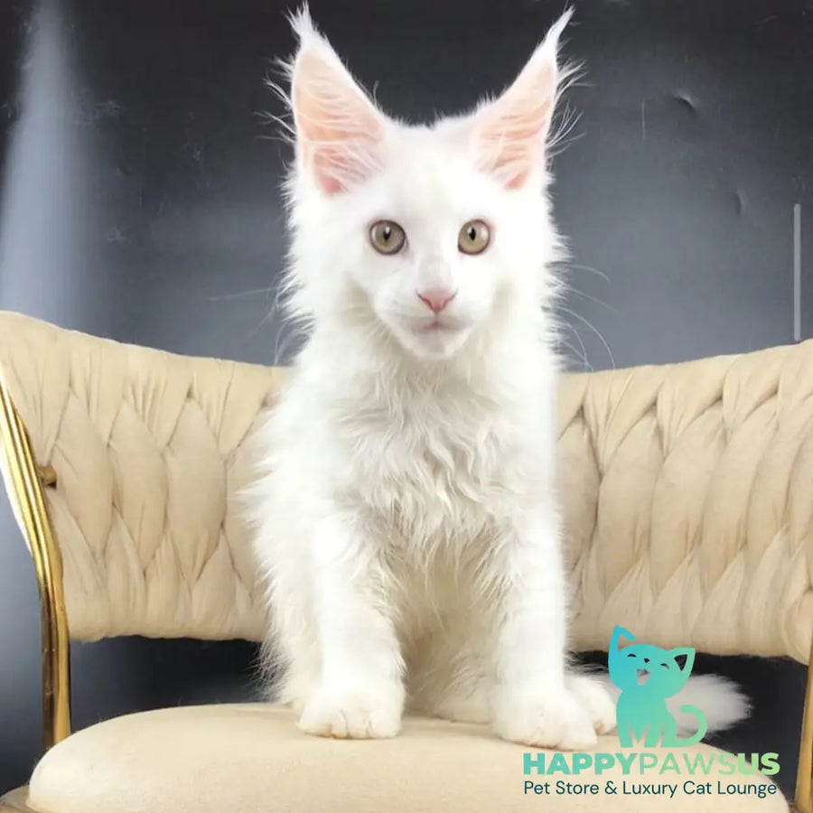 Xia Maine Coon female white - live animals