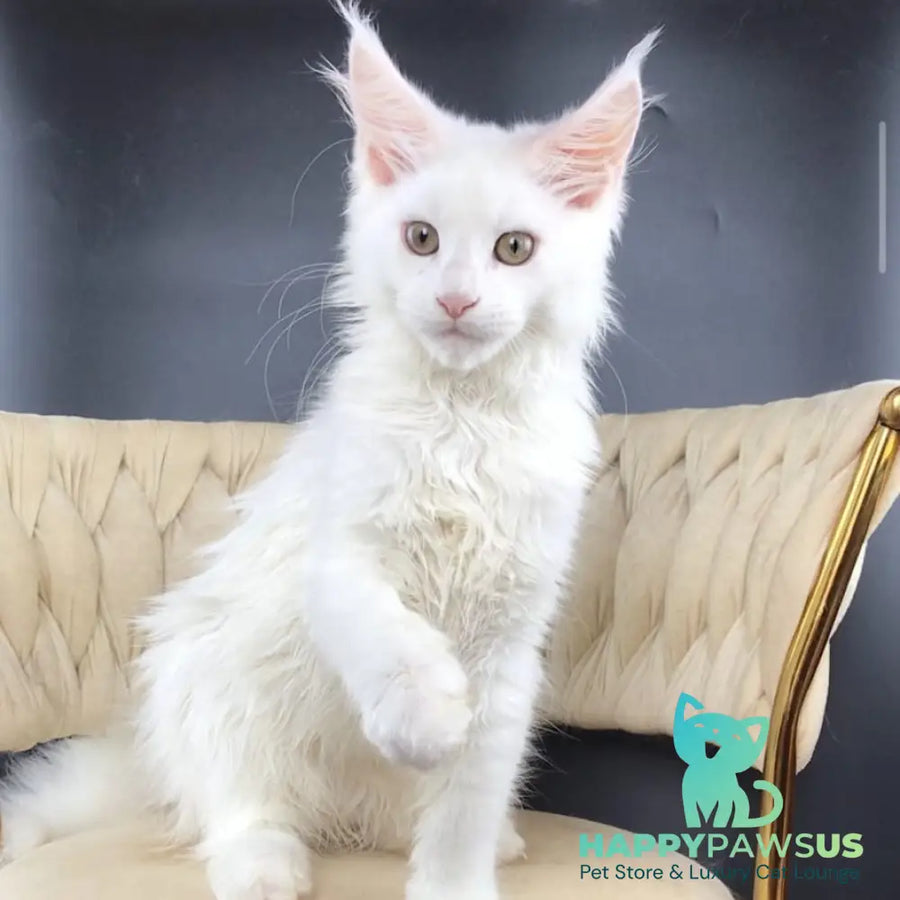 Xia Maine Coon female white - live animals