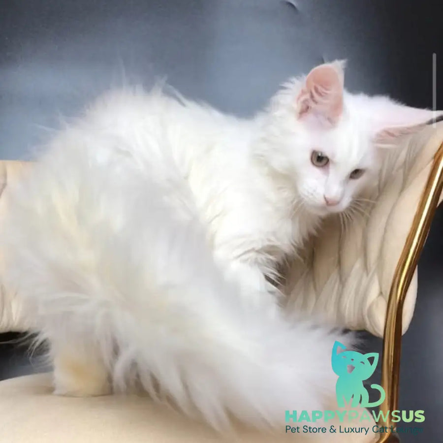 Xia Maine Coon female white - live animals
