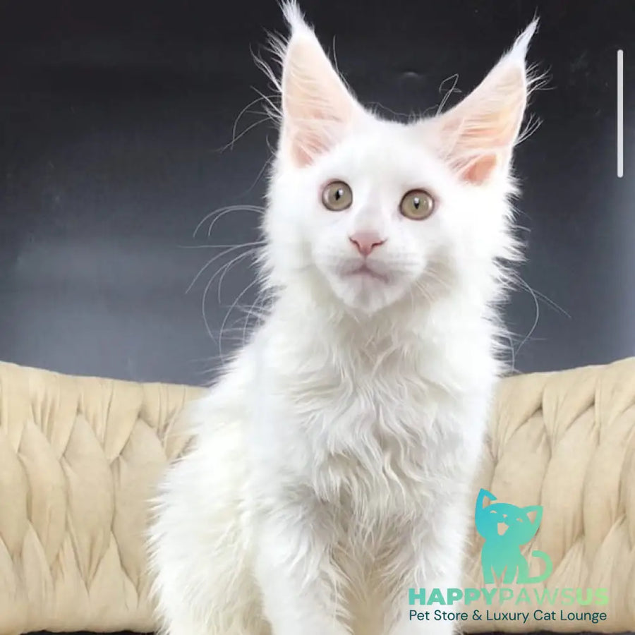 Xia Maine Coon female white - live animals