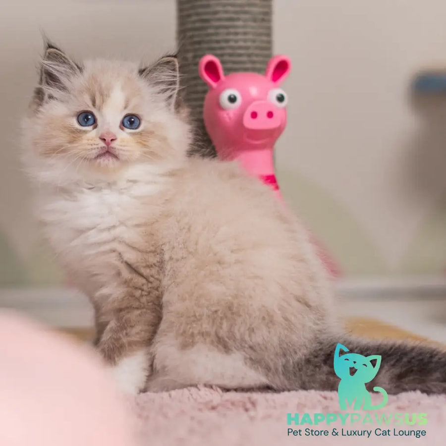 Xia Ragdoll female seal lynx bicolour - live animals