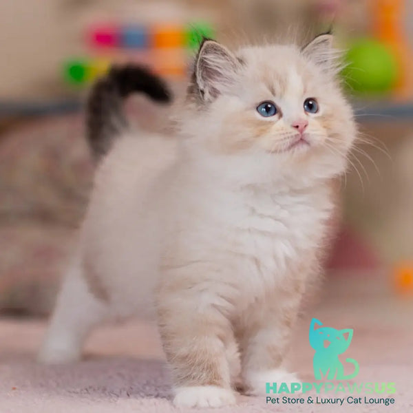 Xia Ragdoll female seal lynx bicolour - live animals
