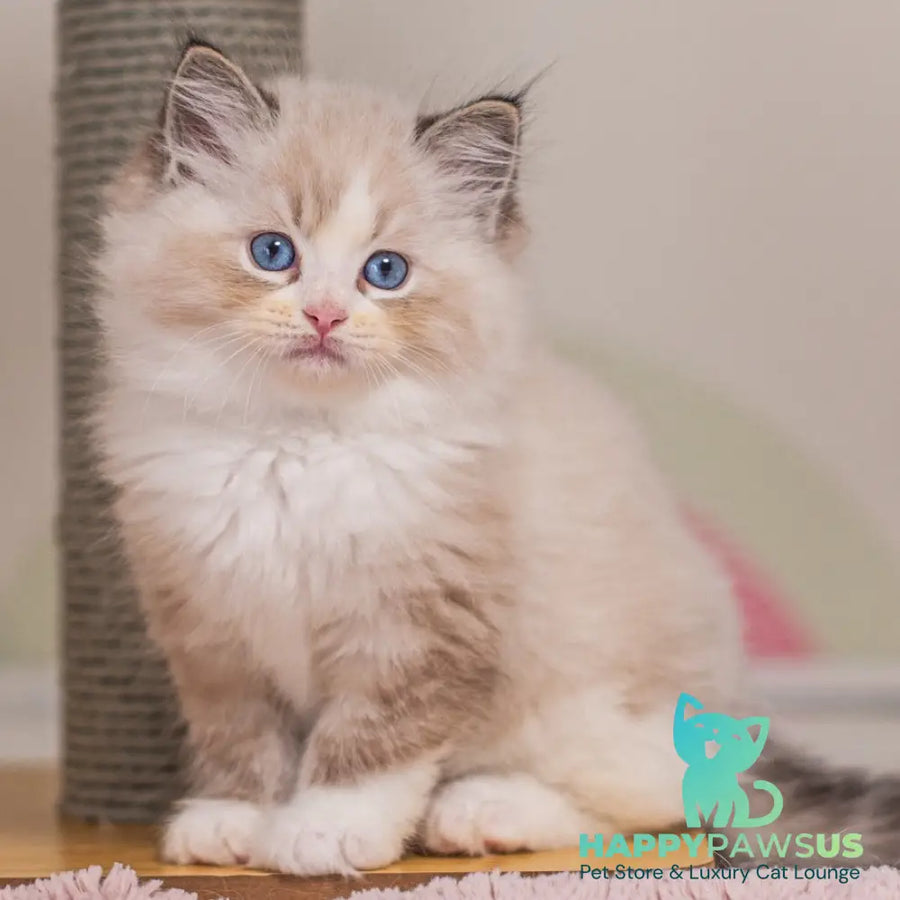 Xia Ragdoll female seal lynx bicolour - live animals