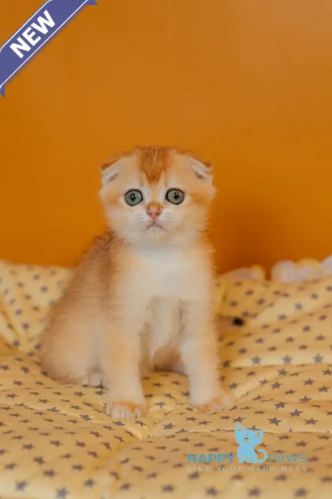Xia Scottish Fold female black golden chinchilla live animals