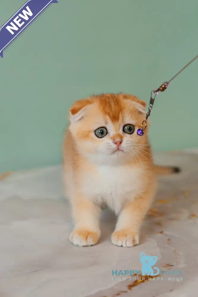 Xia Scottish Fold female black golden chinchilla live animals