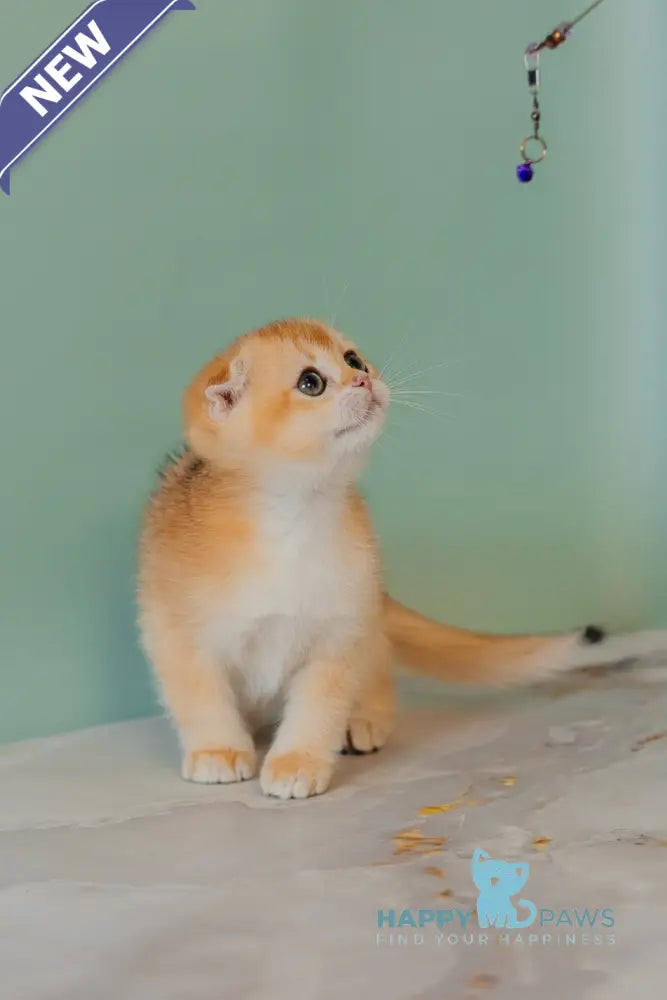 Xia Scottish Fold female black golden chinchilla live animals