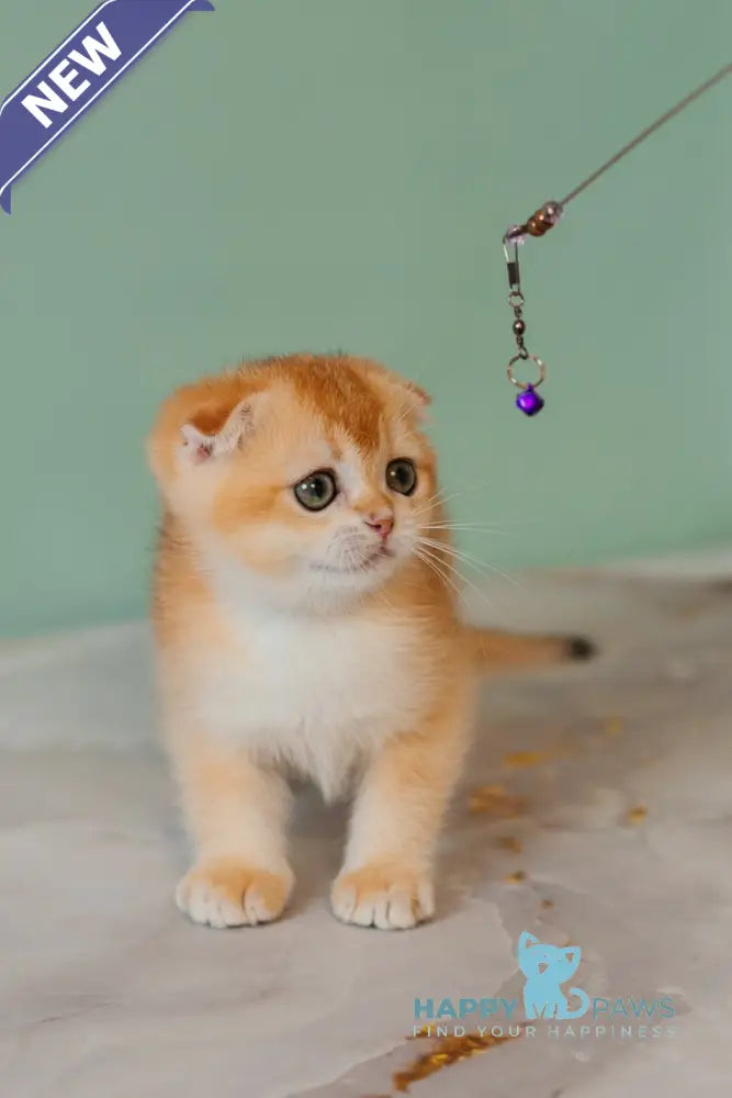Xia Scottish Fold female black golden chinchilla live animals