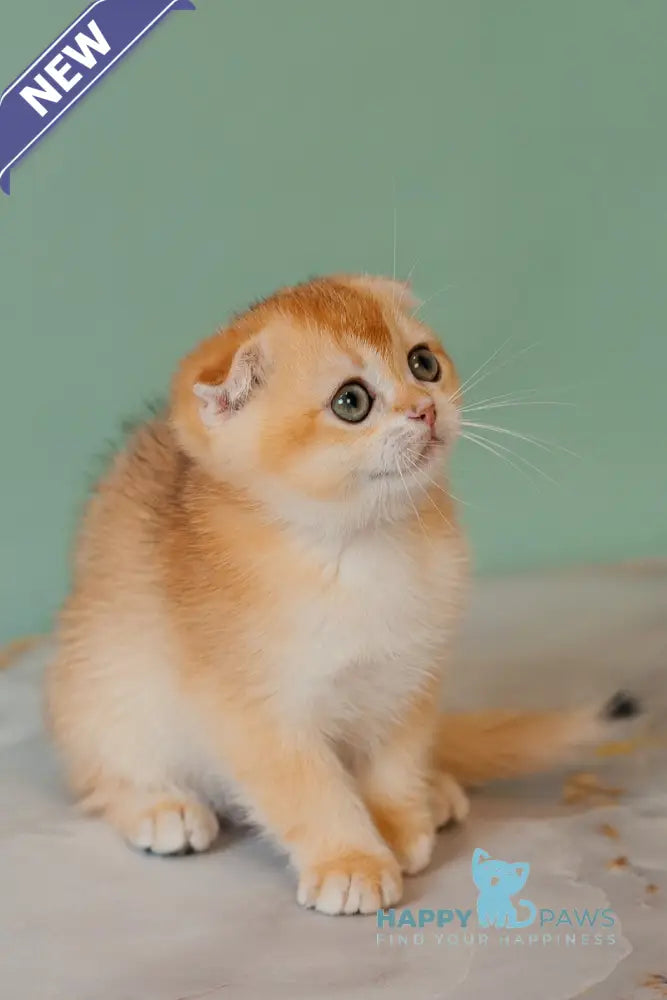 Xia Scottish Fold female black golden chinchilla live animals