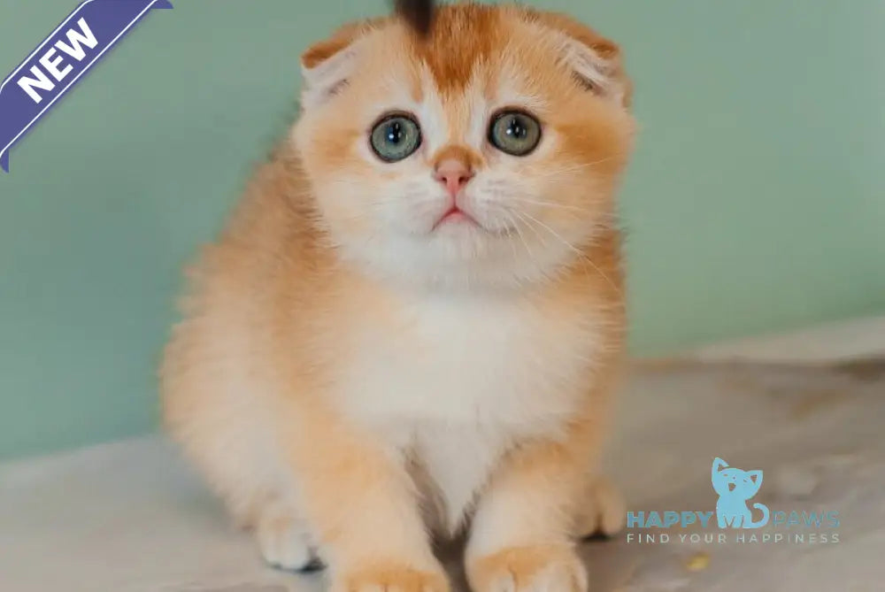 Xia Scottish Fold female black golden chinchilla live animals