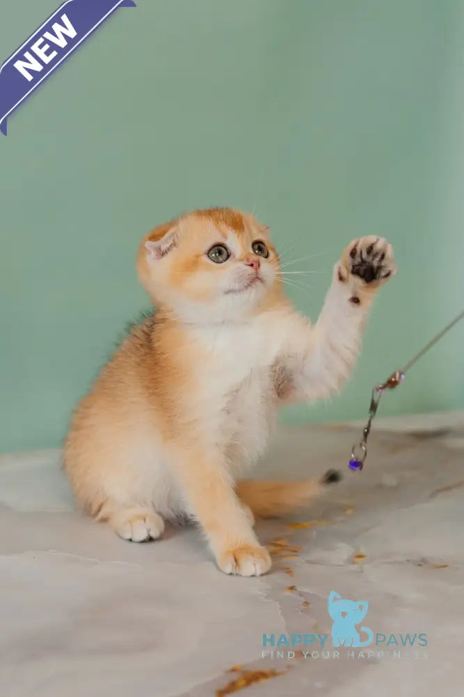 Xia Scottish Fold female black golden chinchilla live animals