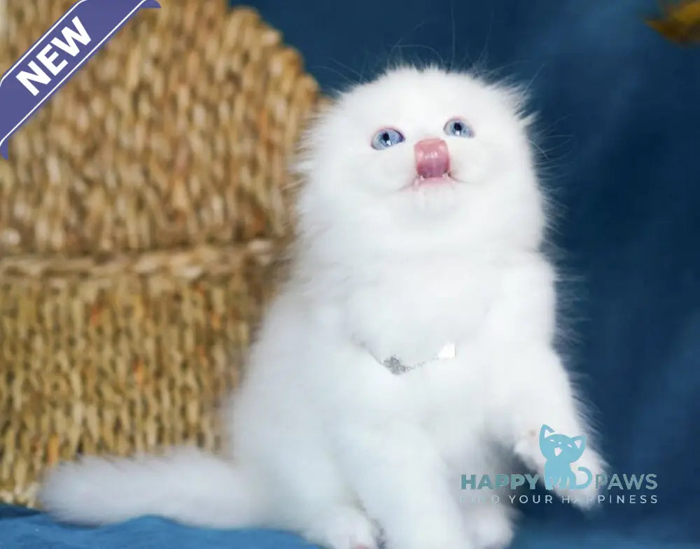Xia Scottish Fold female white live animals