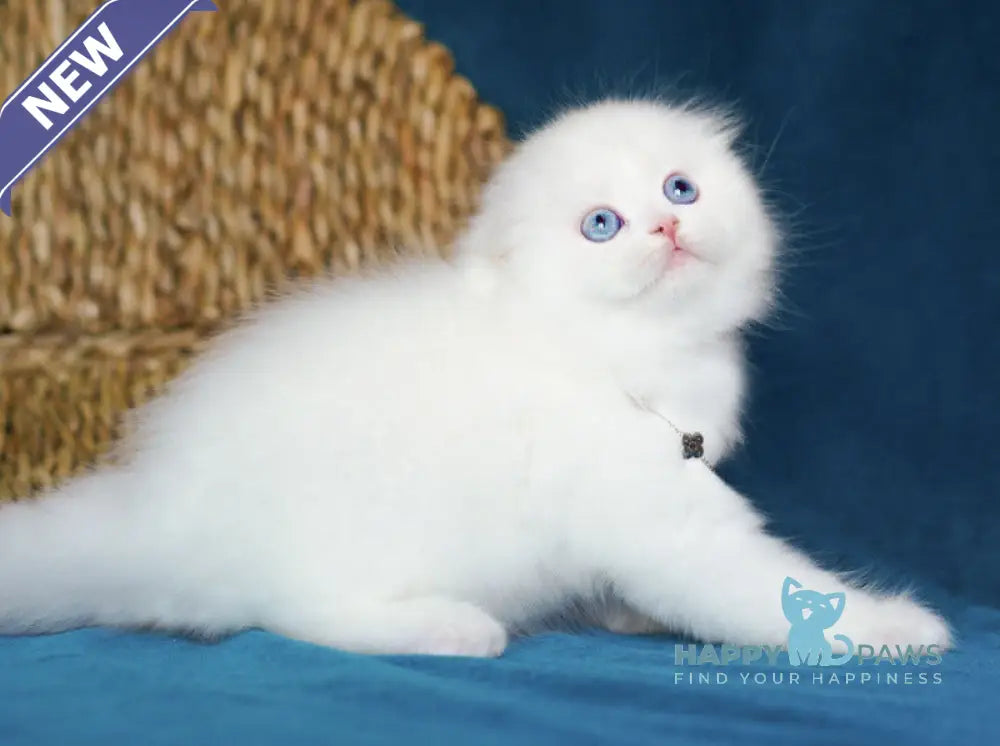 Xia Scottish Fold female white live animals