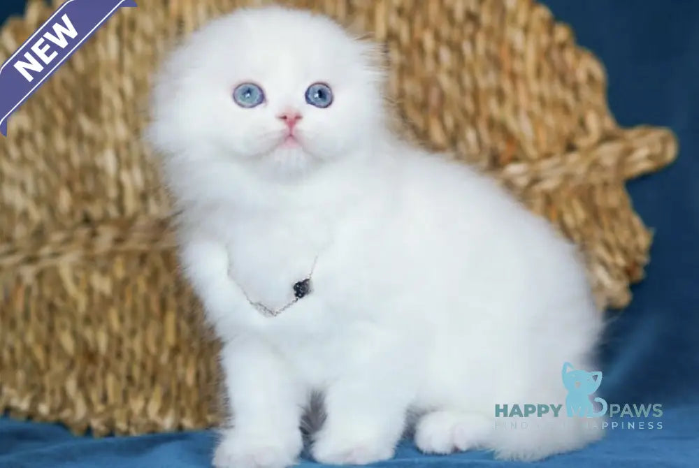 Xia Scottish Fold female white live animals