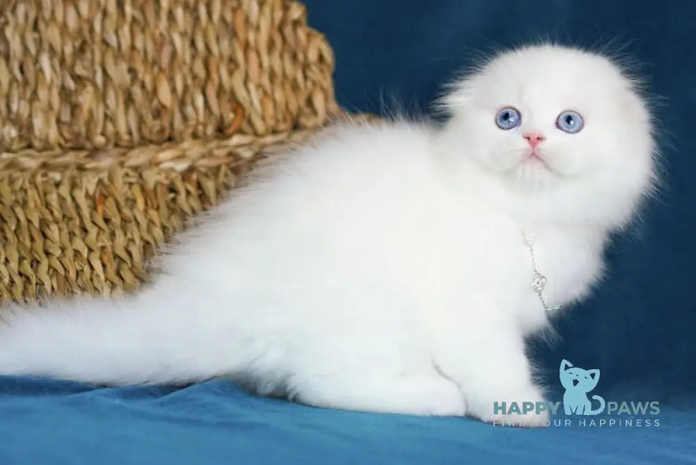 Xia Scottish Fold female white live animals