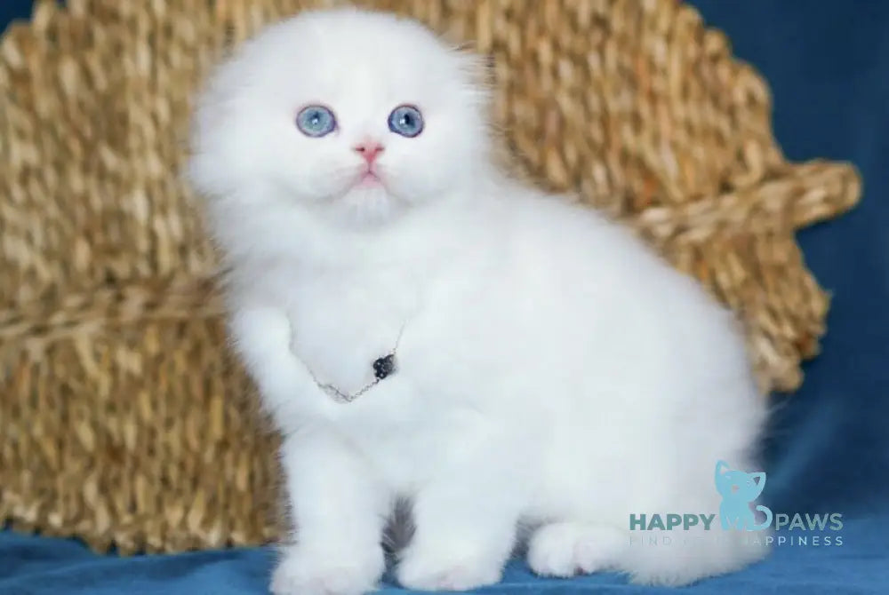 Xia Scottish Fold female white live animals