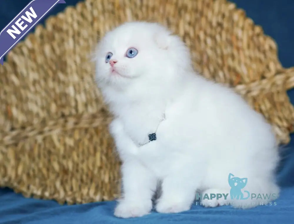 Xia Scottish Fold female white live animals
