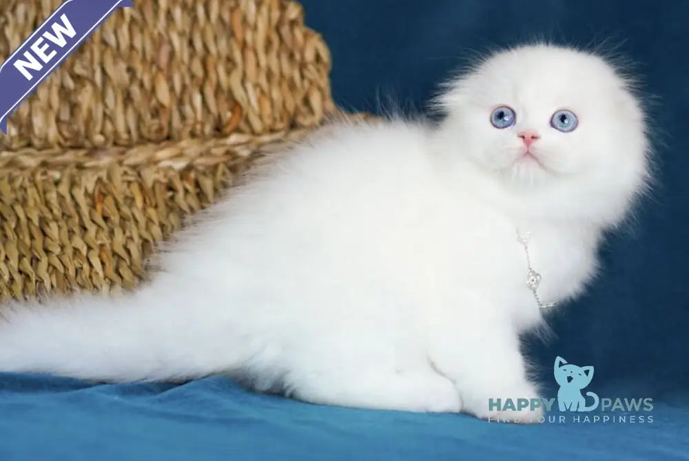Xia Scottish Fold female white live animals