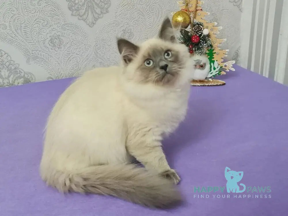 Xia Ying Siberian female blue pointed live animals