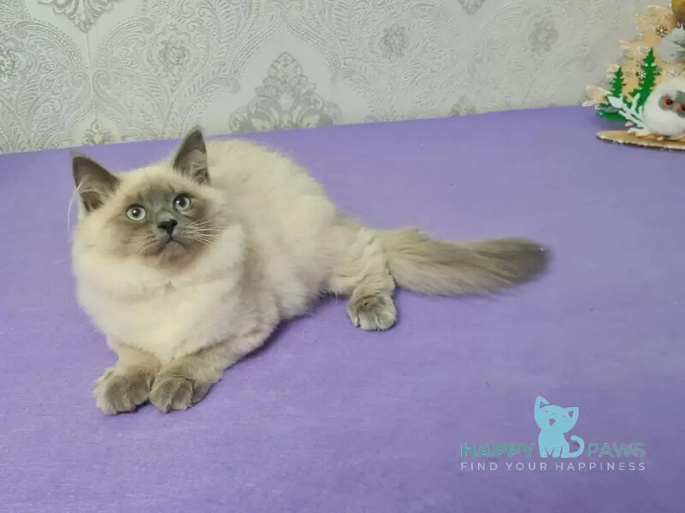 Xia Ying Siberian female blue pointed live animals