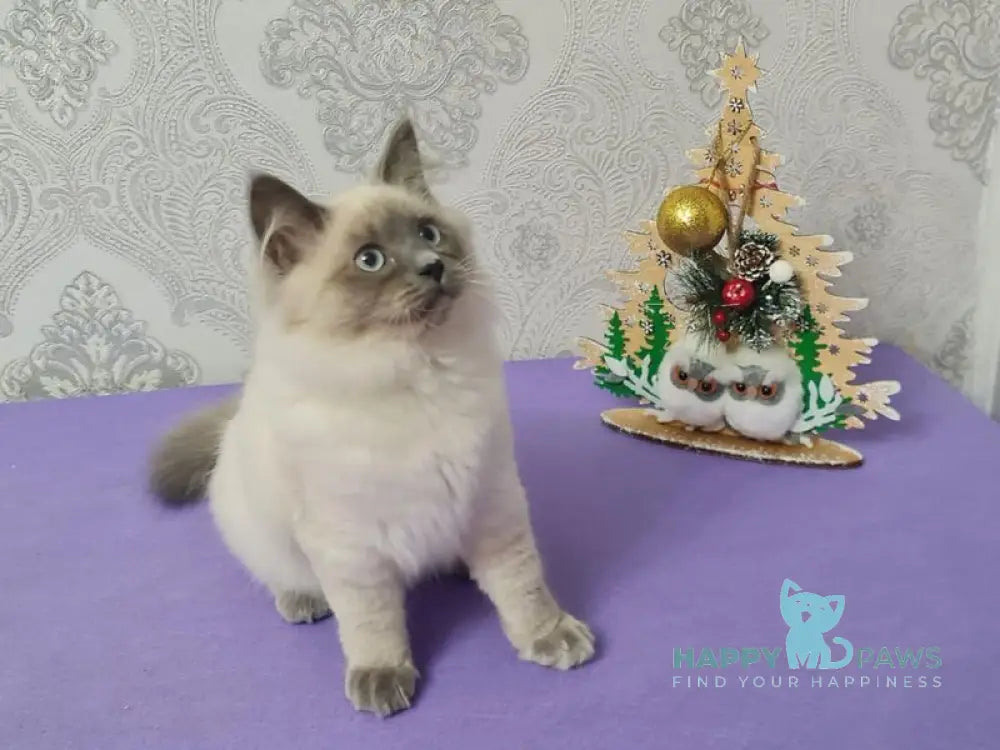 Xia Ying Siberian female blue pointed live animals