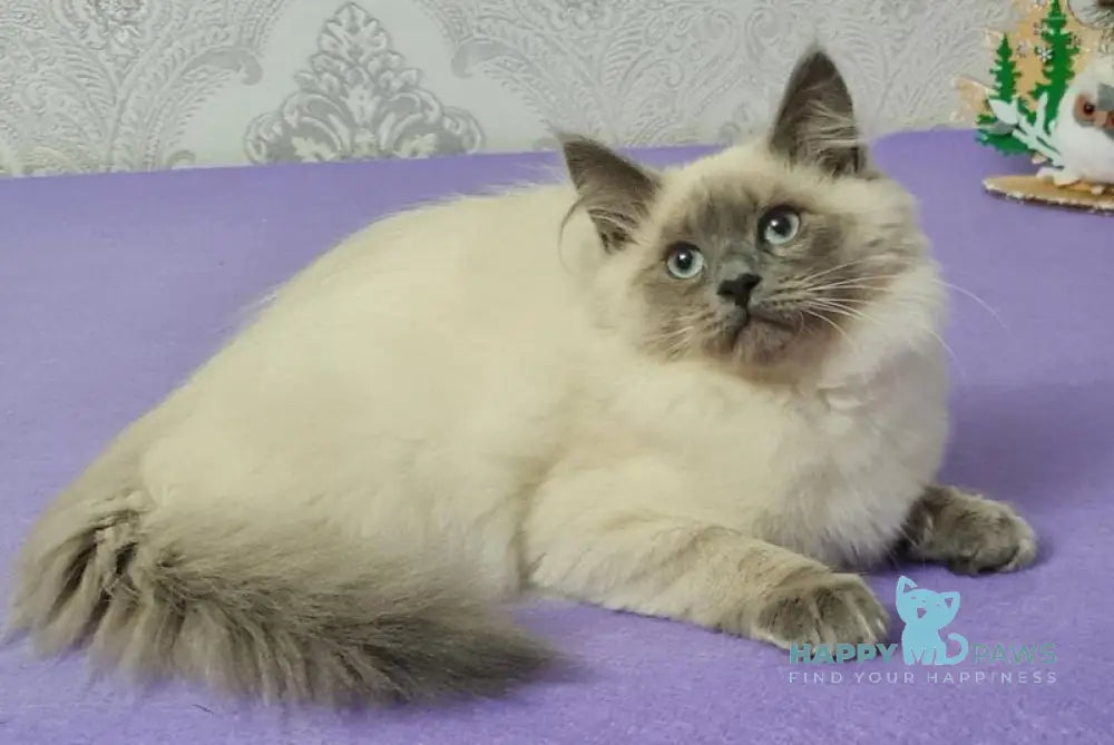 Xia Ying Siberian female blue pointed live animals