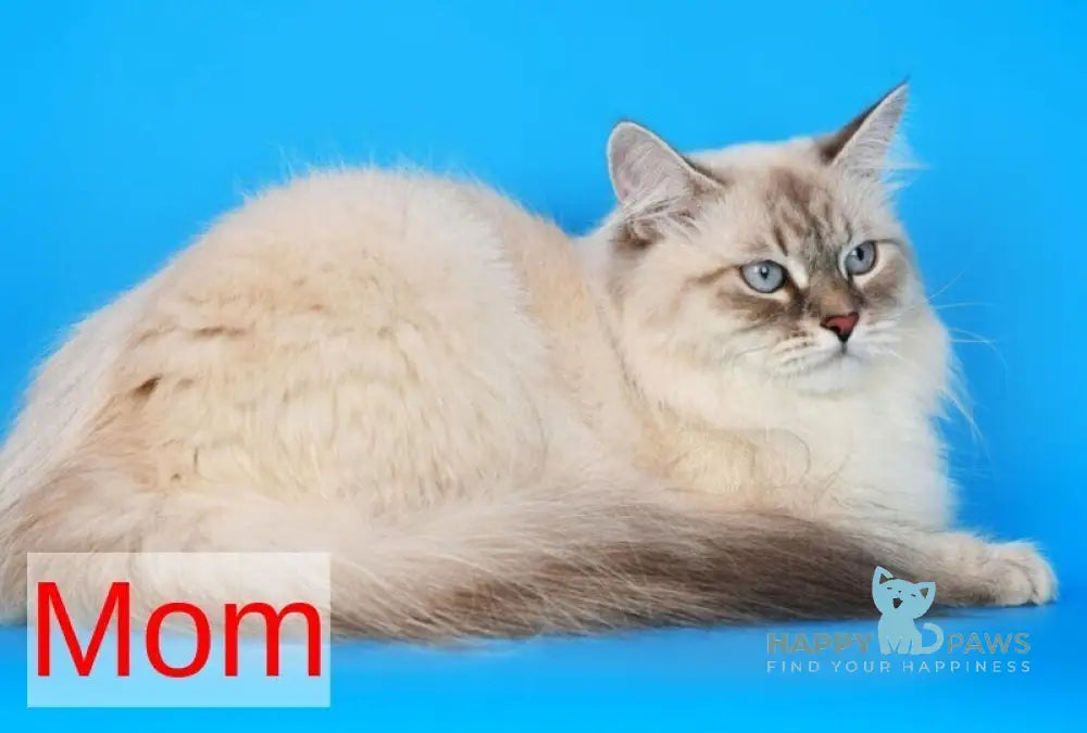 Xia Ying Siberian female blue pointed live animals