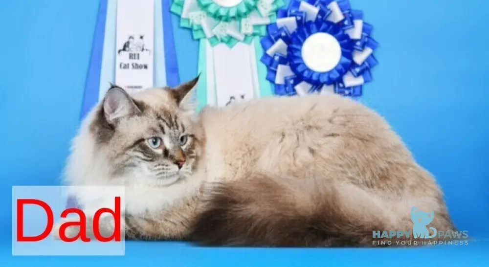 Xia Ying Siberian female blue pointed live animals