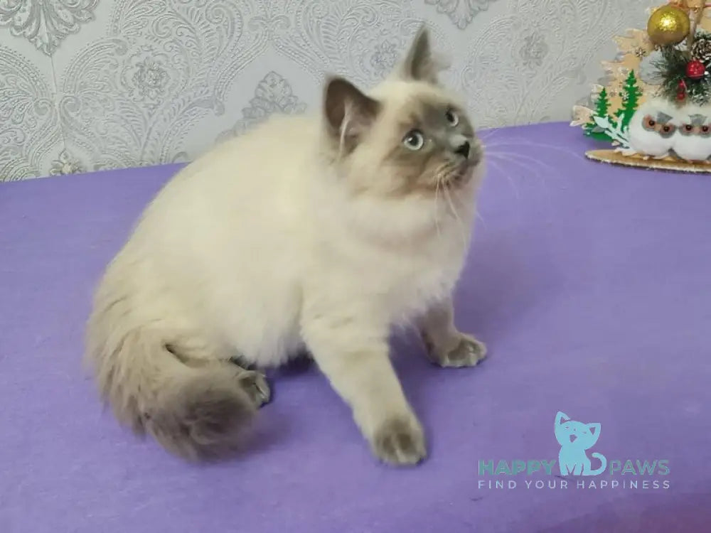 Xia Ying Siberian female blue pointed live animals