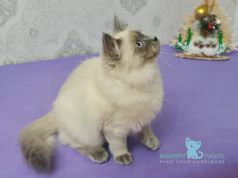 Xia Ying Siberian female blue pointed live animals
