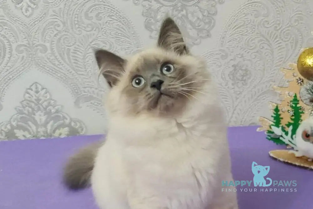 Xia Ying Siberian female blue pointed live animals